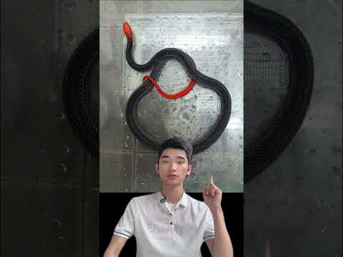Video: Cách phân biệt rắn độc và rắn không độc: 10 bước