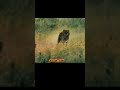 Speed demon on the savannah!😈 #amazing #viralvideo
