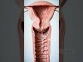 The Truth About Watery Discharge (Medical Animation) only educational