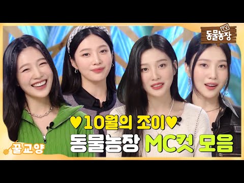 [조이 MC컷] 동물농장에 찾아온 행운🍀10월의 조이 MC컷 모음집 I TV동물농장 (<strong>Animal</strong> <strong>Farm</strong>) | SBS Story
