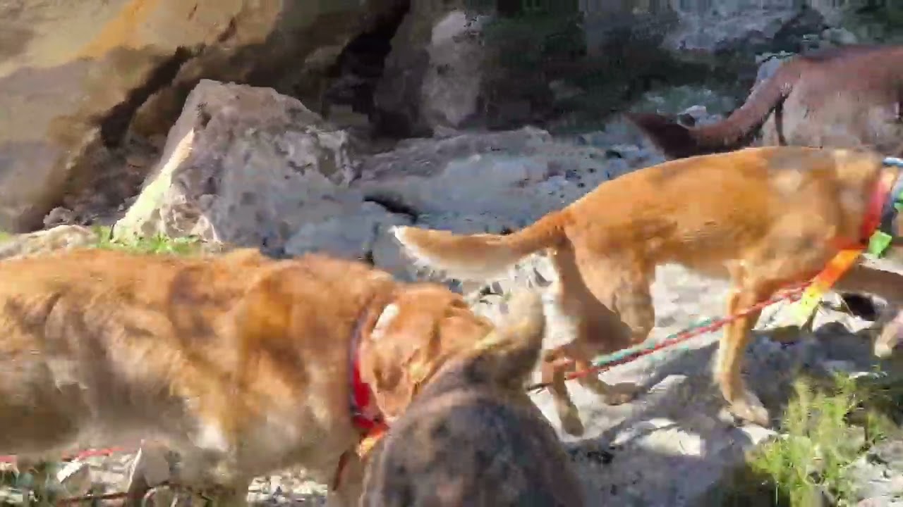 Actividad Física en manada por area rocosa. Gran ejercicio físico y mental para perros 😉🐕🐕🐕