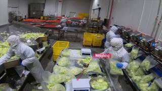Lueon's complete processing line for leafy vegetables