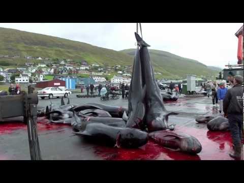 Video: Jeg Besøgte Færøerne For At Lære Om Grindadrap. Her Fandt Jeg Ud Af Det. - Matador Netværk