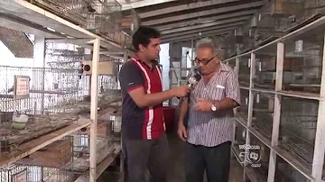 Qual é o nome da pessoa que cuida das galinhas?