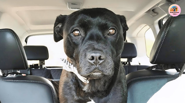 Dennis the Shelter Dog Tried Talking to Me—Now He Won’t Stop Since I Brought Him Home