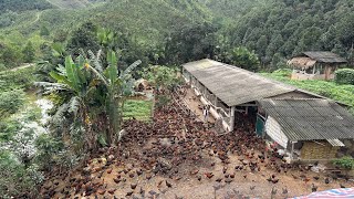 ПОЛНОЕ ВИДЕО: 130 дней выращивания цыплят. Как ухаживать за курами и предотвратить болезни