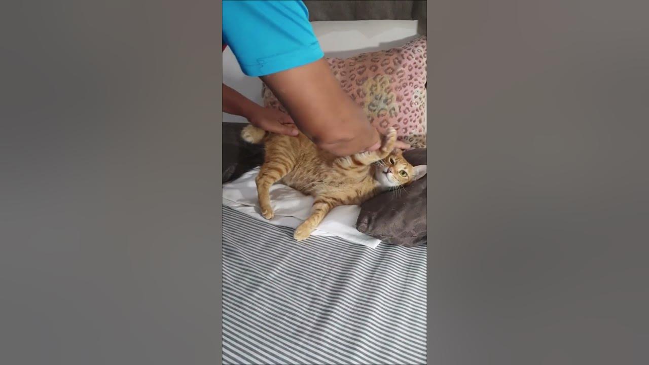 PUT MY CAT IN TIME OUT TODAY. Cat Bedtime! 🥰 shorts YouTube