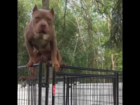 ვიდეო: როგორ იწონის ძაღლს