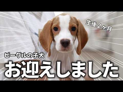 【お迎え初日】生後79日の可愛すぎるビーグルの子犬がやってきた!
