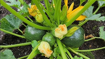 THU HOẠCH BÍ NGÒI TRÒN, RAU KIM CƯƠNG,TỎI TÂY,CẢI CẦU VÒNG, CẢI NGỒNG