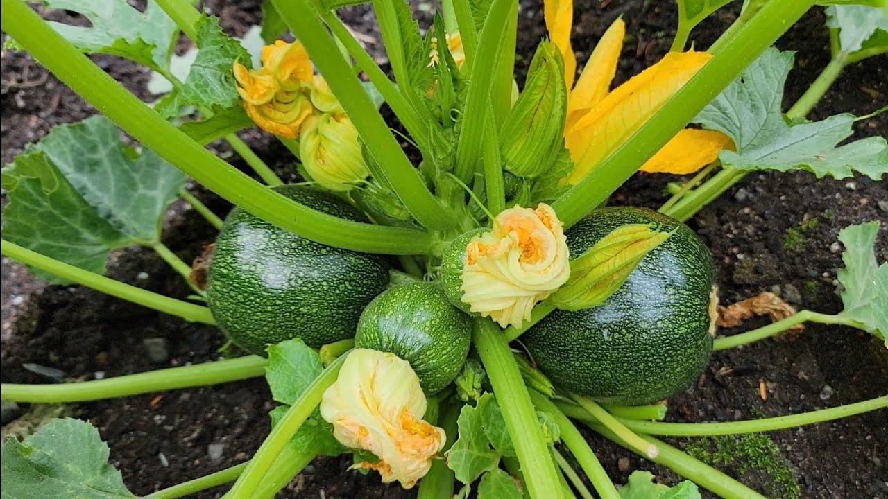 СБОР КАБАЧКОВ, АЛМАЗНЫХ ОВОЩЕЙ, ПИВОВИДОК, МАНГОЛЬДА И БАЗИЛИКА КОСТНОГО