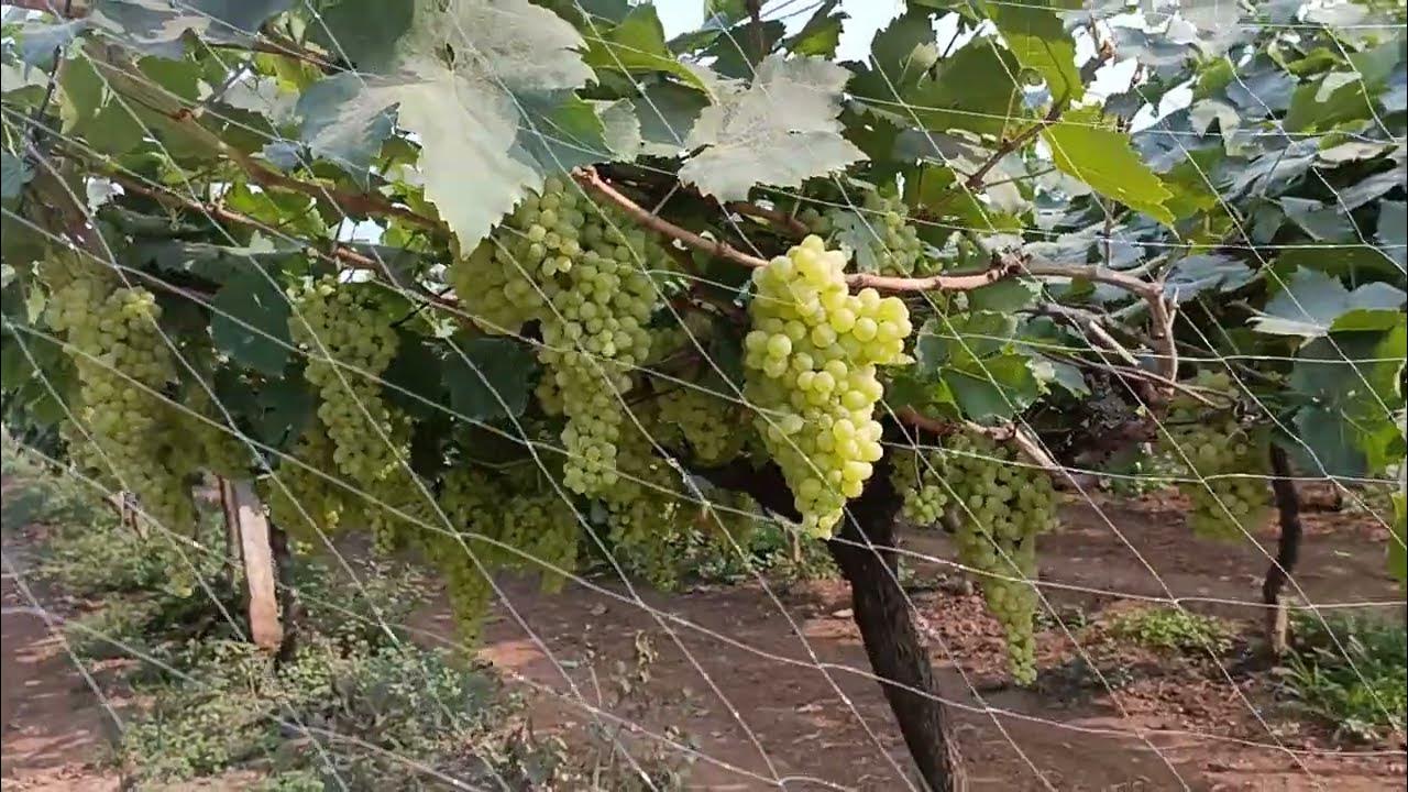 Grapes research station Rajendra Nagar Hyderabad69 varieties are