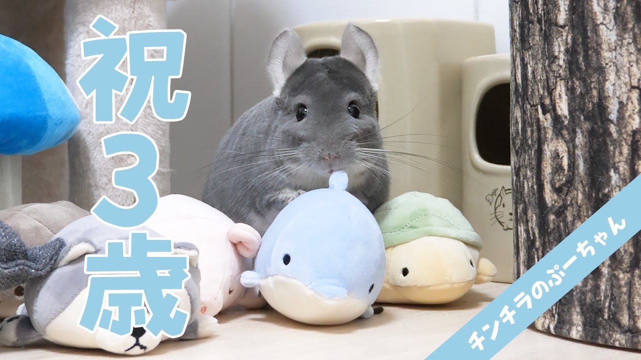 祝3歳】チンチラのぷーちゃんのお誕生日を一緒にお祝い【プレミア公開