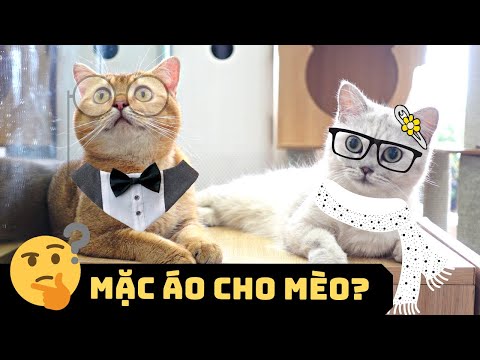 Video Có Nên MẶC ÁO CHO MÈO? ????❄️ | Cách Nhận Biết Mèo Bị... - youtube