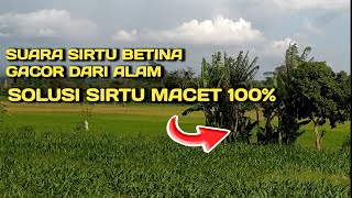 Terapi khusus burung sirtu macet, langsung buka paruh sirtumu