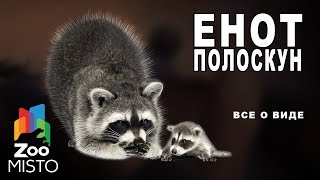 Енот-полоскун - Все о виде млекопитающего  | Семейство енотовых  енот-полоскун