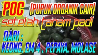 PUPUK ORGANIK CAIR || Penggunaan Setelah Pindah Tanam/ Tandur