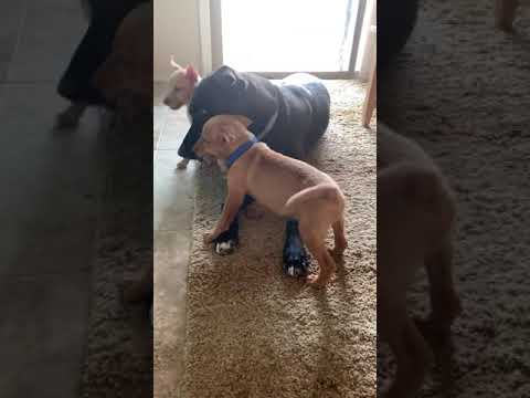 foster dogs toronto The Joy of Being a Pet Foster