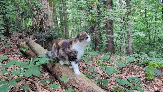 Norwegian Forest Cat: Lilly & Odin in Forest Ranger Lilly