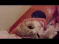 ふくたんのハミガキ【飼い主目線】