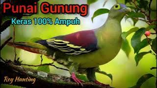 SUARA PUNAI GUNUNG || Punai penganten durasi panjang