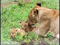 Lioness with New born cubs in the Kruger National Park