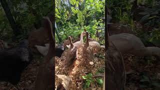 Duck Safari Food Forest Edition