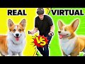 Real vs VR Corgi Challenge - Who's better?