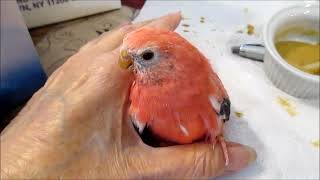 Bird Stroke in Bourke's Parakeet & Recovery