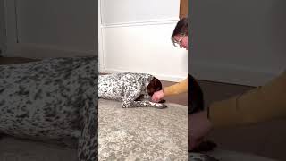Carly the #germanshorthairedpointer showing off her balancing skills! #dog #dogtricks