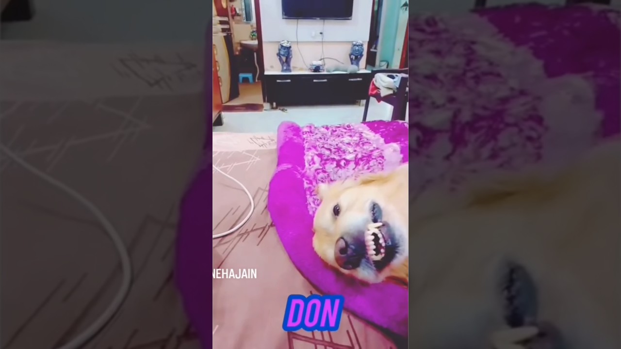 Not all paws react the same 😂Boys be like 😤Girls be like 🥰”