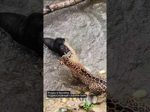 Ягуары Афродита и Багир в Подмосковном Сафари-парке. #shorts #jaguar