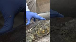 Caught a Huge Soft Shell TURTLE!(Catching Monsters)