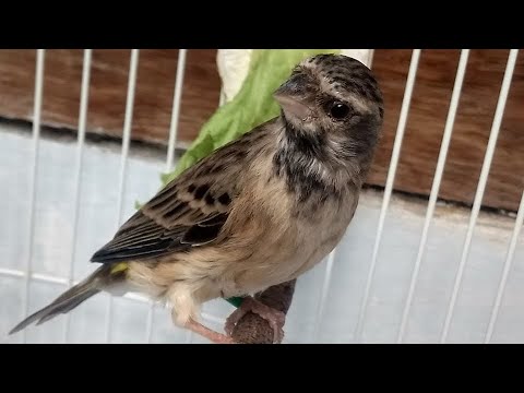Murai Batu TROTOL Harus Di Masteri Dengan Suara BlackThroat Gacor Ini
