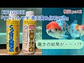 ［金魚飼育］KOTOBUKI 『すごいんです 善玉菌＆化石の力』検証 part２