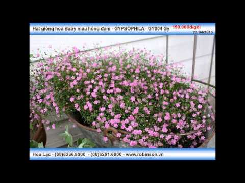 Video: Gypsophila: mọc từ hạt