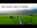 Rice seedlings growing in the paddy fields: 2023-0508-ricefields