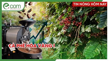 Top Lý Do Hạt Cà Phê Việt Nam Được Ưa Chuộng Trên Thị Trường Quốc Tế!