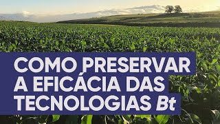 Como preservar a eficácia das tecnologias Bt
