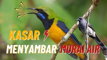 LIVE🔥 Cucak Cungkok Nembak Murai Air – Suara Jernih Mudah Ditirukan