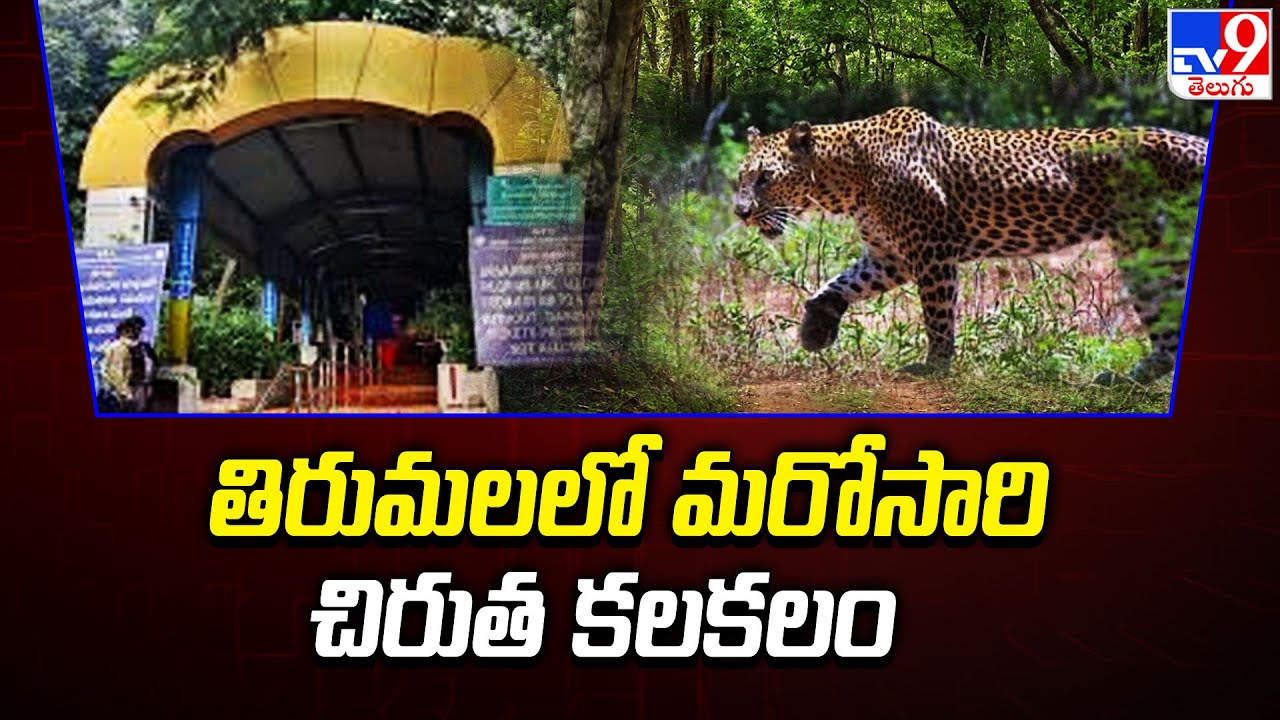 తిరుమలలో మరోసారి చిరుత కలకలం | Leopard In Tirumala - TV9