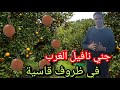 جني برتقال الغرب نوع النافيل في ظروف قاسية من امطار الخير والوحل كثيف أجواء قاسية جدا 