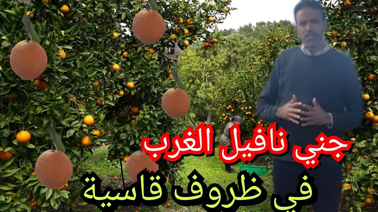 جني برتقال الغرب نوع النافيل في ظروف قاسية من امطار الخير والوحل كثيف أجواء قاسية جدا 