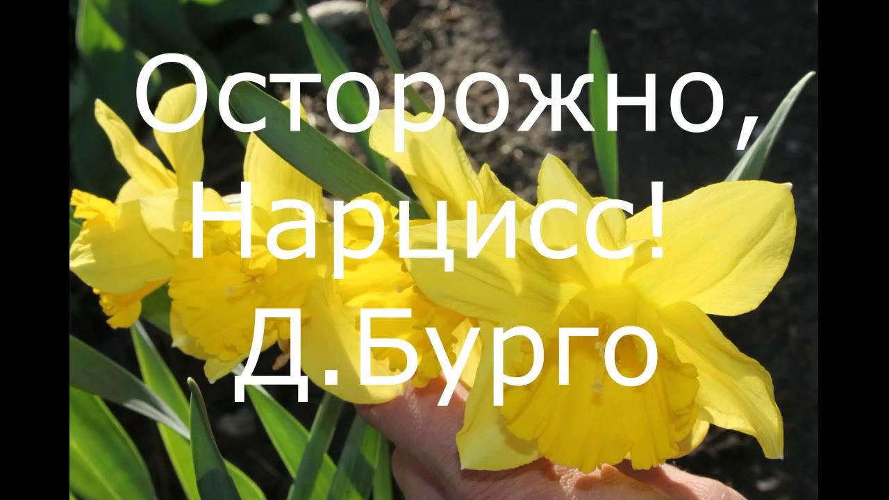 АудиоКнига 5 Часть. Главы из книги Нарцисс. Как вести себя с этими ...