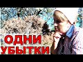 Убытки в саду- огороде в 2024году. Горевать некогда, будем пилить и сажать снова