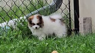 pomeranian puppies