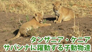 Hd タンザニア ケニアのサバンナに躍動する子動物達 The Emerging Wildlife In Tanzania Kenya Youtube