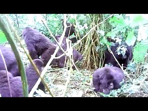 Video: Der Nervenkitzel, Gorillas Im Virunga-Nationalpark Zu Suchen Und Zu Finden