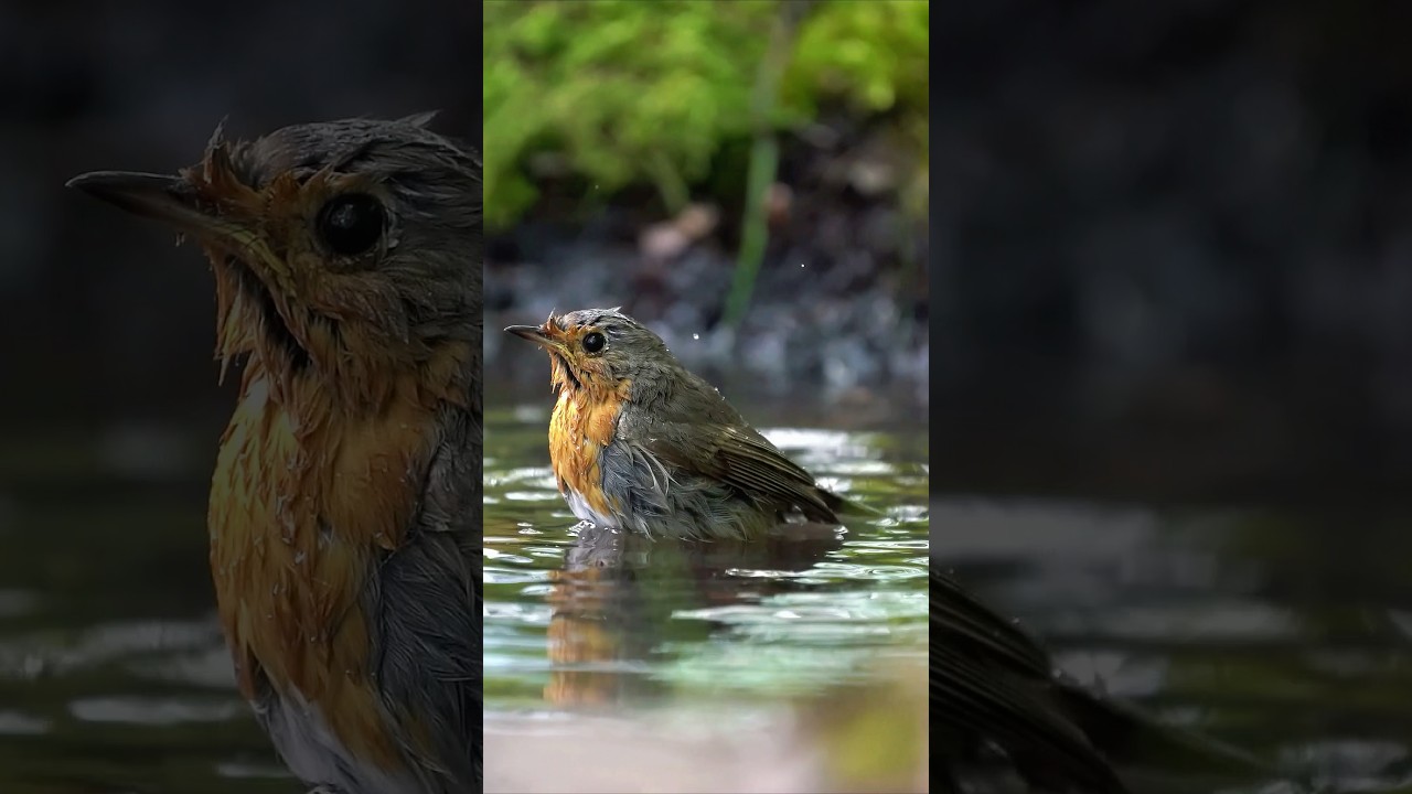 Bathing Bird Bliss | Forest Water Sounds