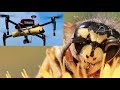CAUGHT ON CAMERA: Hornet's nest sliced by drone!